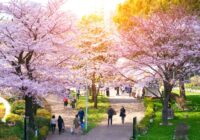 Waktu Terbaik untuk Berkunjung ke Negri Sakura