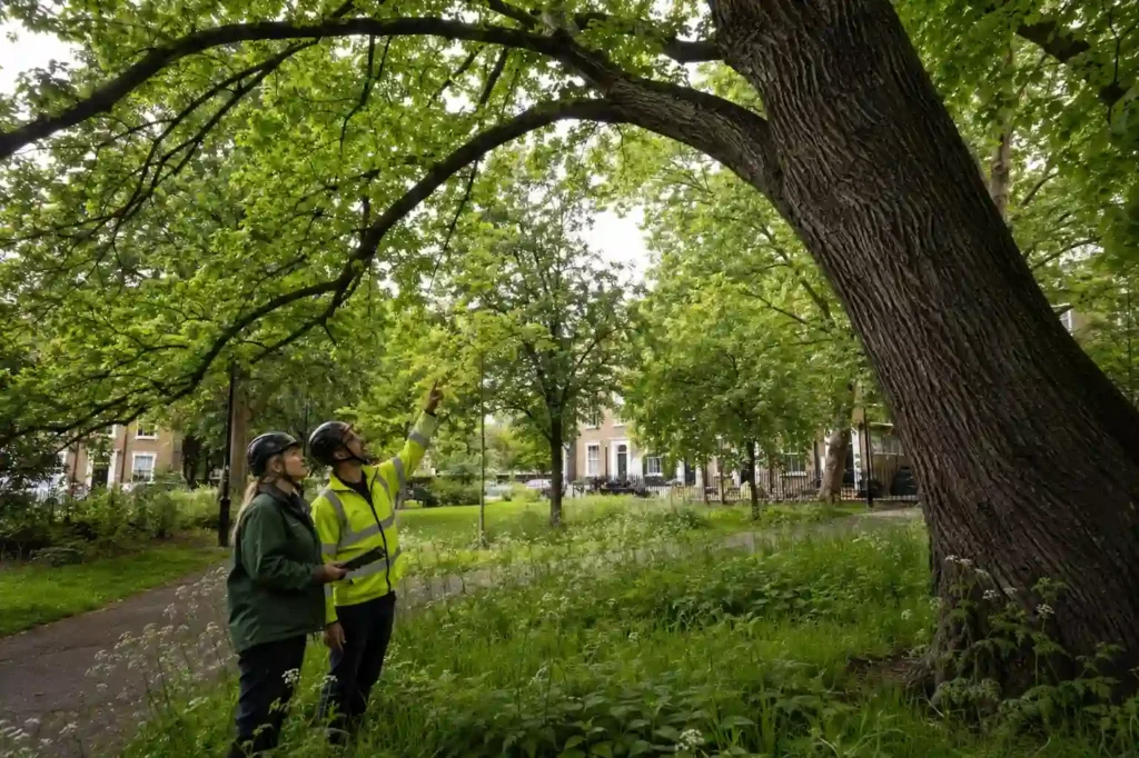 Healthy urban trees protected through conservation efforts in the UK