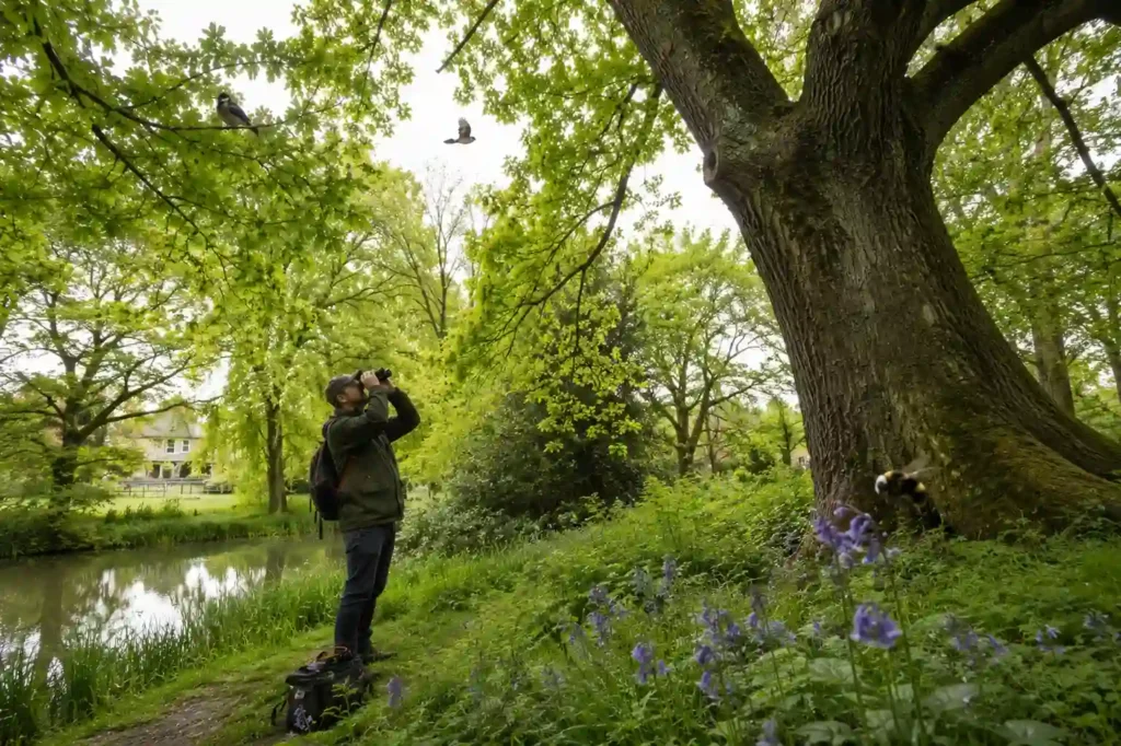 Native UK trees supporting biodiversity and healthy urban ecosystems